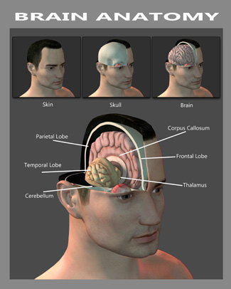 Brain Anatomy