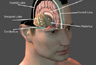 Brain Anatomy